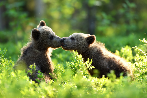 Bear cubs in the summer forest