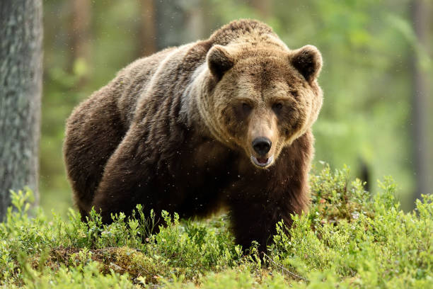 kräftiger männlicher braunbär in der waldlandschaft - braunbär stock-fotos und bilder