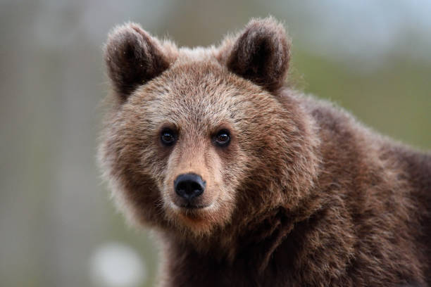 istock brown bear cub portrait at summer 1431036894