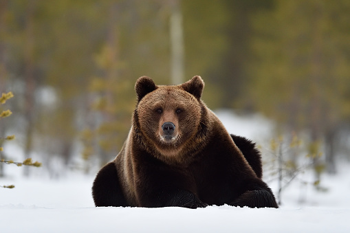 Brown bear on snow