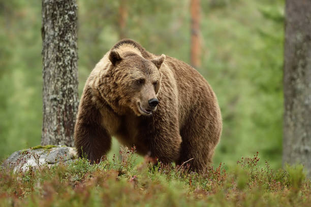 istock Big brown bear with powerful pose in forest. Bear with serious look. 1431037010