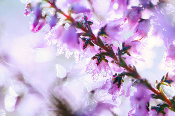 istock Pink heather magical, small, blossoms in autumn 1431037209