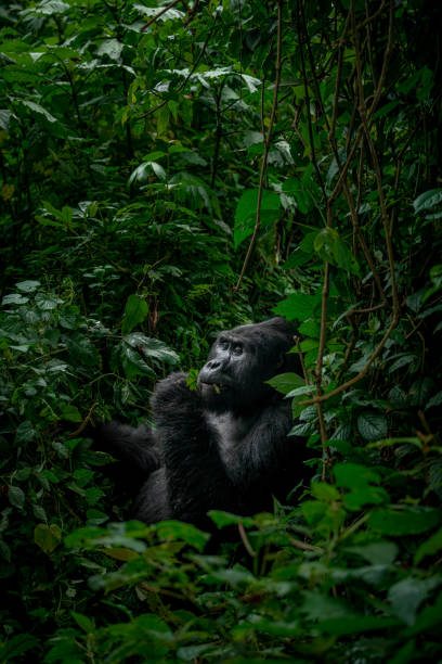 Silverback mountain gorilla feeding in natural habitat