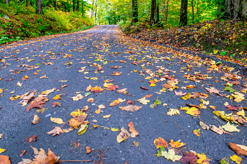 Road through the fall trees with mountains in background.