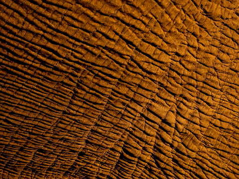 Image showing intricate patterns and textures on elephant at Amboseli National Park, Kenya