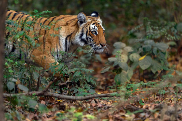 istock A sub-adult tigress stalking 1431038286