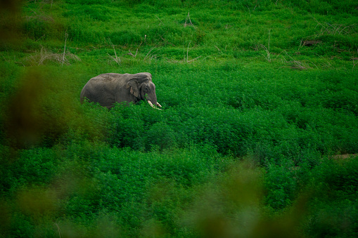 Bull elephant in a cannabis forest at Jim Corbett National Park, Uttarakhand, India