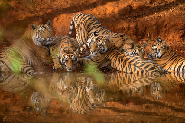 Five tigers at a waterhole in Bandhavgarh