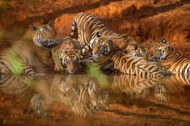 Photo of Five tigers at a waterhole in Bandhavgarh