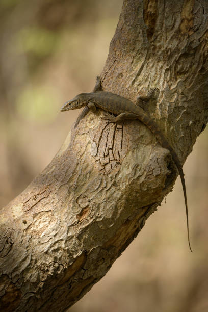 istock sub-adult bengal monitor lizard on a tree 1431038893