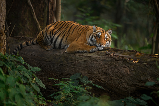 Tigresa descansando sobre un tronco de árbol caído photo