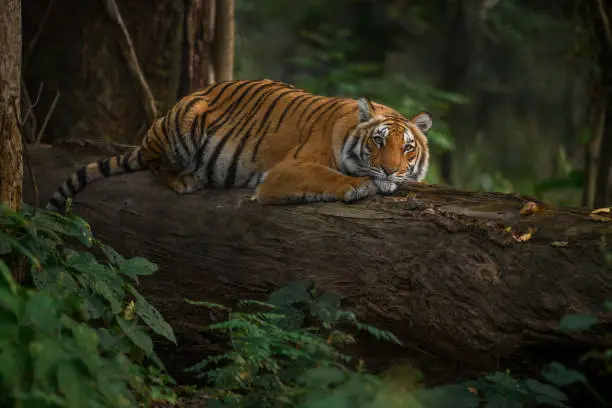 Photo of Tigress resting on a fallen tree trunk
