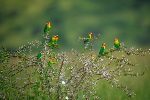 A flock of fishcher's lovebirds rest on a spiny acacia plant at Serengeti National Park, Tanzania