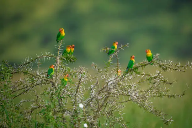 Photo of A flock of fishcher's lovebirds rest on a spiny acacia plant