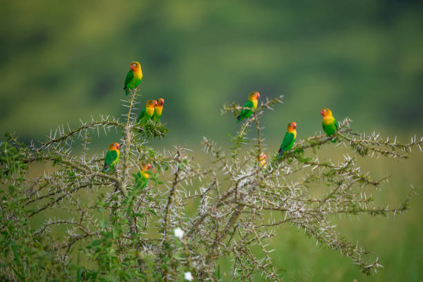 a flock of fishcher's lovebirds rest on a spiny acacia plant - inseparável de fisher imagens e fotografias de stock