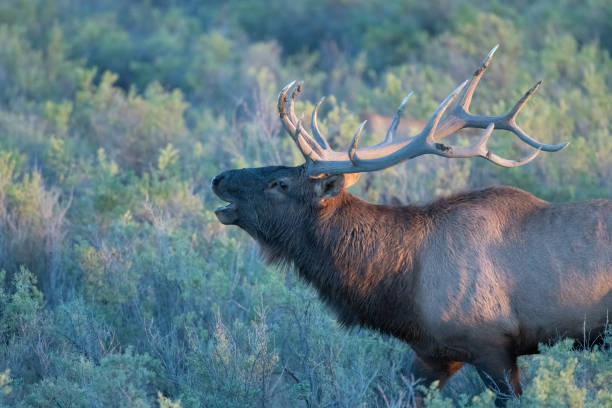 istock Dominant Bull elk establishing territory, calling to cows and challenging bulls at sunset in northern Montana 1431039634