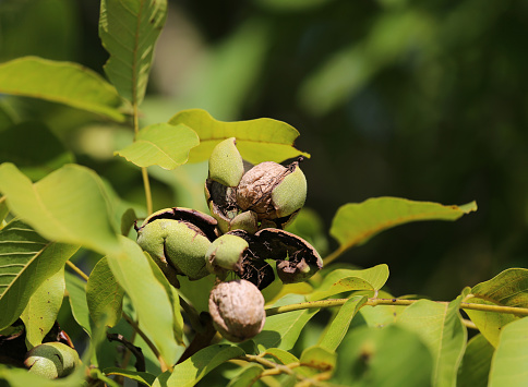 Autumn is the time of the nut harvest. Here, ripe nuts are hanging on the branch just before they fall off.