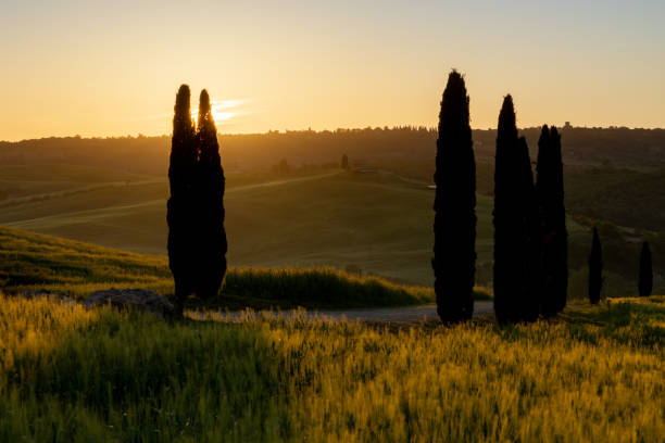 Cypress trees in the sunrise,