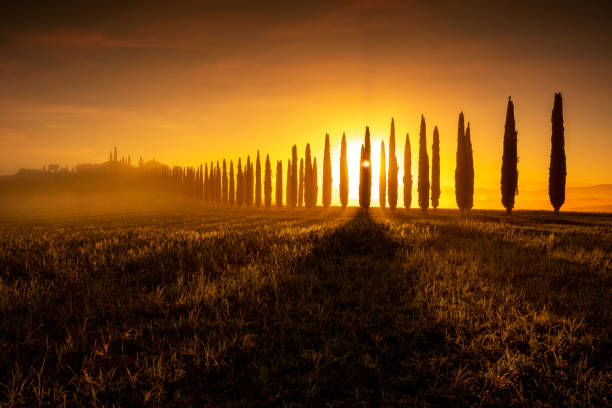 Cypress trees in the sunrise,