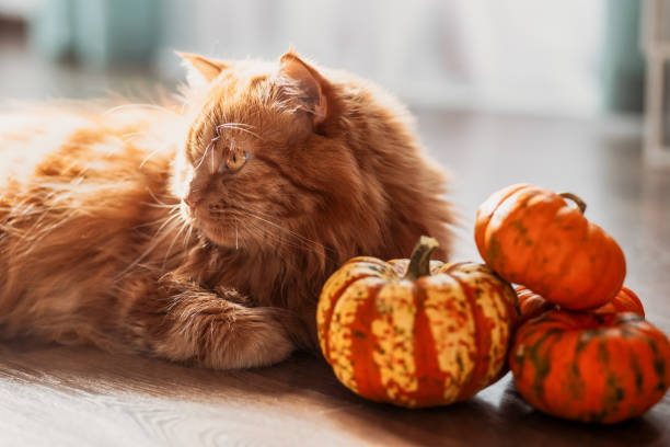 istock A red cat with an orange pumpkins.  Halloween party concept. 1431042444