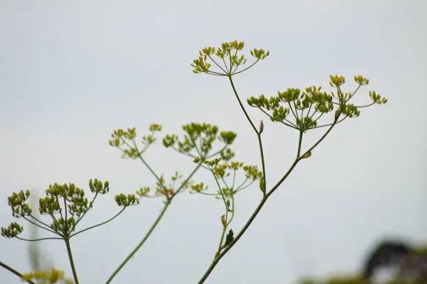 Close-up of parsnip flowers with blue sky on background