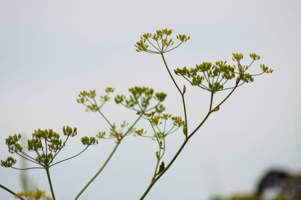 closeup of parsnip flowers with blue sky on background - parsnip vegetable food winter imagens e fotografias de stock