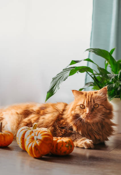 istock A red cat with an orange pumpkins.  Halloween party concept. 1431042706
