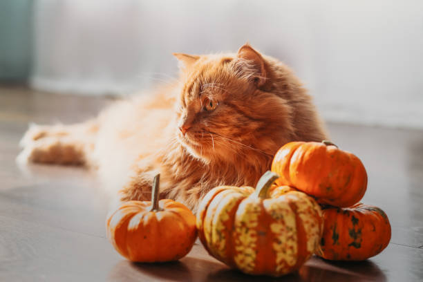 istock A red cat with an orange pumpkins.  Halloween party concept. 1431042707