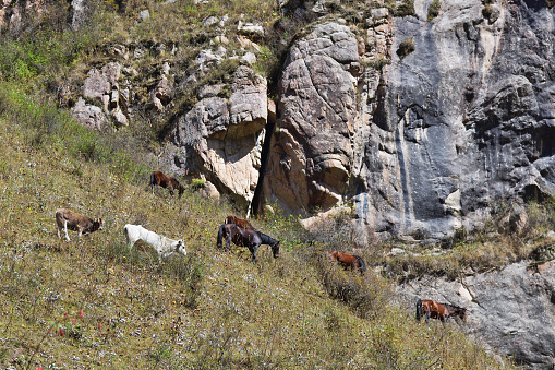 Horses and cows grazing on a slope at the foot of Tian-Shan Mountains. Grigorievskoe gorge, Issyk Kul. Kyrgyzstan