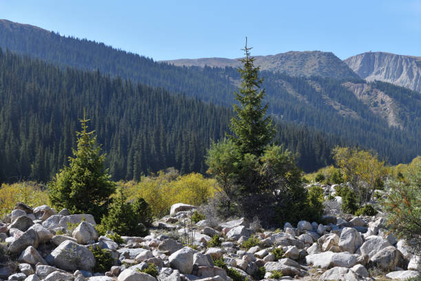 Beautiful landscape with fir trees between  stone run on foot of Tian-Shan Mountains. Grigorievskoe gorge, Issyk Kul. Kyrgyzstan