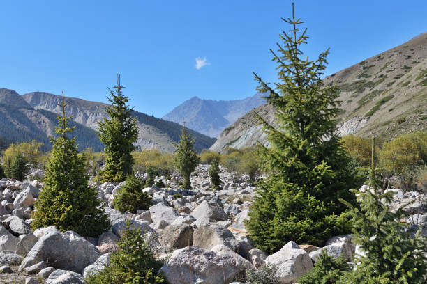 Beautiful landscape with fir trees between  stone run on foot of Tian-Shan Mountains. Grigorievskoe gorge, Issyk Kul. Kyrgyzstan
