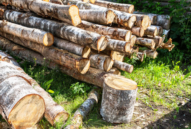 istock Deforestation, stacked timber at the countryside in sunny day 1431044267
