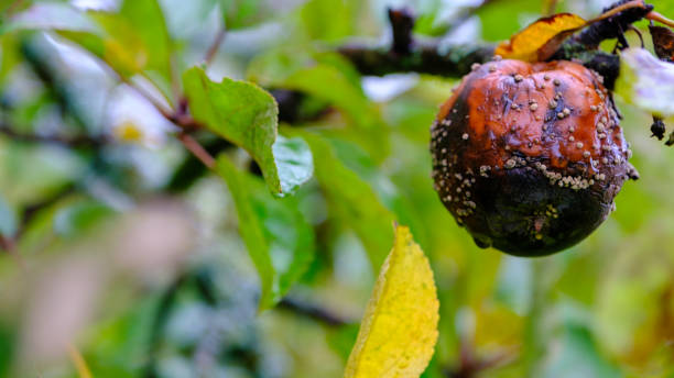 istock one bad brown rotten apple close up hanging on a branch 1431044537