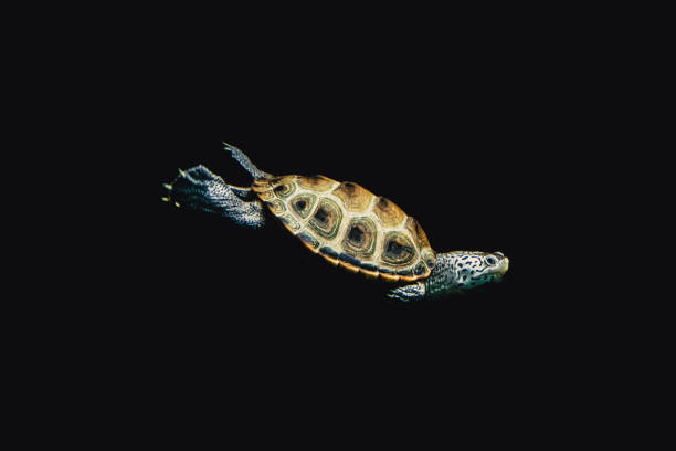 istock Turtle swimming against an inky black background 1431044966