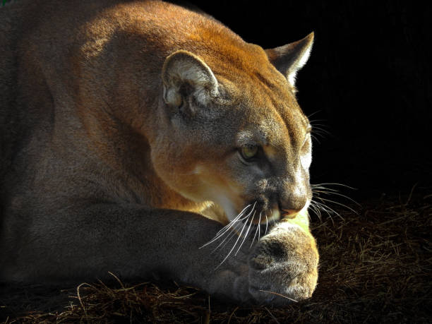 istock Florida Panther Guarding Prey 1431046057