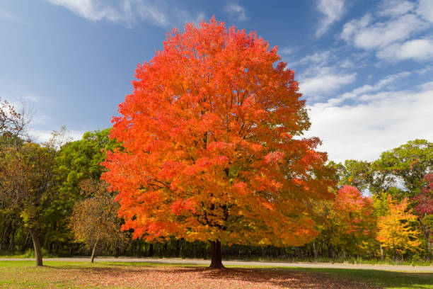 Autumnal Sugar Maple Tree at Willow River State Park stock photo