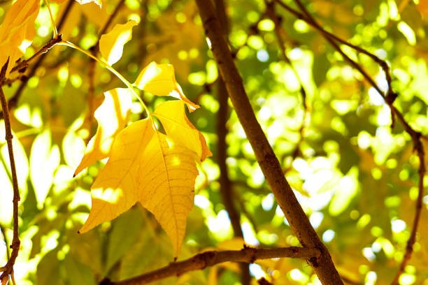 autumn yellow leaves sunny day with blurred background. selective focus