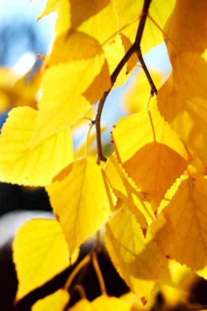 istock background with autumn yellow birch leaves in sunny day 1431047672