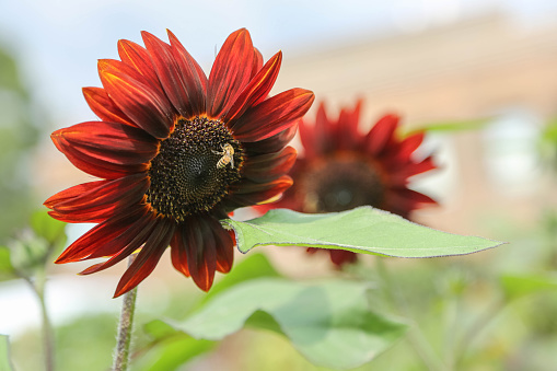 A red beautiful sunflower against the background of another sunflower in a blurred focus in the field.