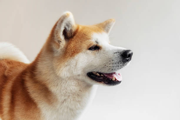 istock Smiling akita dog with happy expression. 1431052044