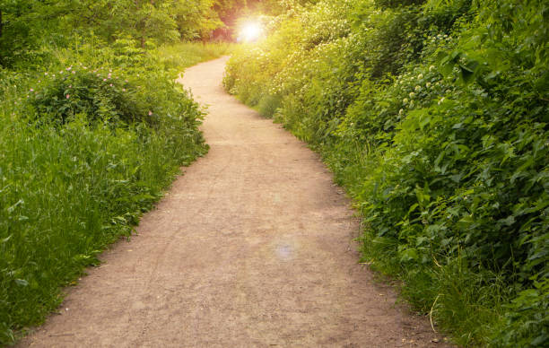 istock A trail in a spring forest with sunlight and shadows. Green trees and grass along the path in the nature park. Summer sunny forest landscape with bright greenery, soft focus 1431053463