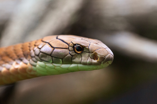 Close up of venomous snake