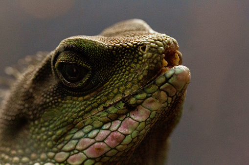 Beautiful green large lizard