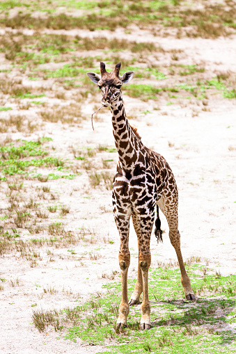 Beautiful baby giraffe