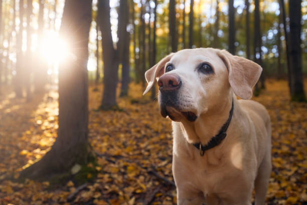 istock Old dog in autumn forest 1431055868