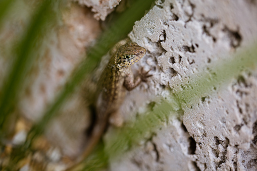 close up of lizard on concrete