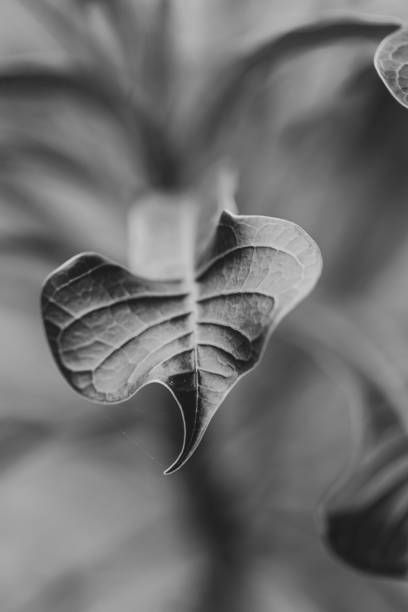 Black and white close up of tropical leaf