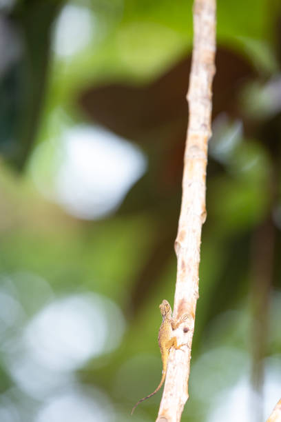 istock Lizard gecko on large red cedar tree florida usa 1431056926