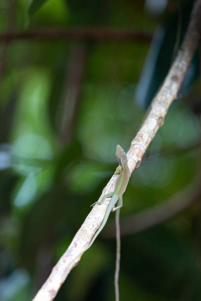 istock Lizard gecko on large red cedar tree florida usa 1431056959