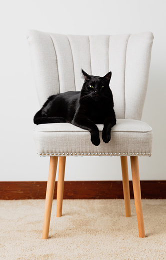 Kucing Hitam Cantik Duduk Di Kursi Putih Foto Stok - Unduh Gambar